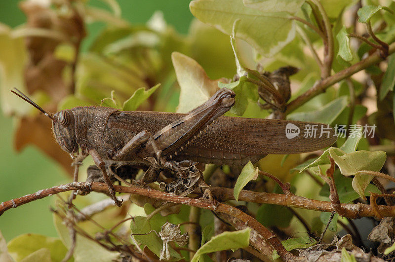 埃及蝗虫(Anacridium aegyptium)